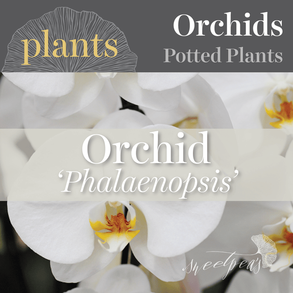 Potted Plants - Phalaenopsis Orchid (Single)