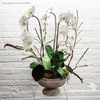 Potted Plants - Phalaenopsis Orchid (Multiple)